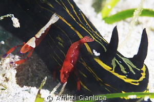 NEMBROTHA HOTEL....EXIT by Afflitti Gianluca 